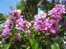 Queen Crape Myrtle